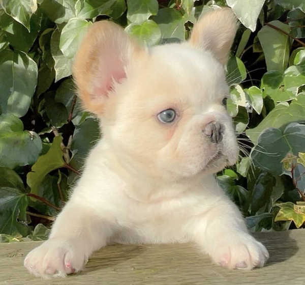 🐶Экс-чемпион НБА поднимает миллионы на французских бульдогах. Он утверждает, что цена на щенка доходит до 500 тысяч долларов 🐶Экс-чемпион НБА поднимает миллионы на французских бульдогах. Он утверждает, что цена на щенка доходит до 500 тысяч долларов