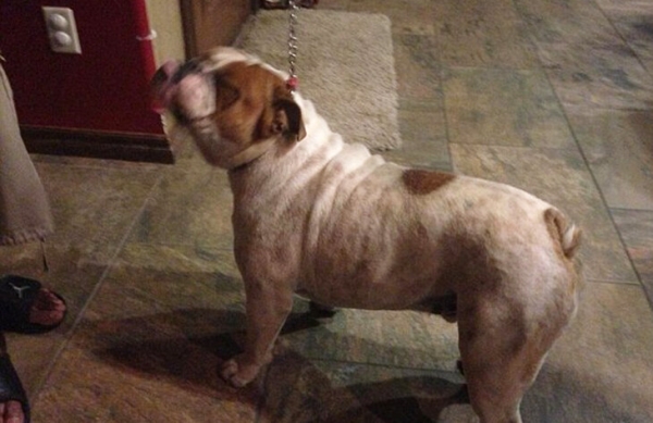 🐶Экс-чемпион НБА поднимает миллионы на французских бульдогах. Он утверждает, что цена на щенка доходит до 500 тысяч долларов 🐶Экс-чемпион НБА поднимает миллионы на французских бульдогах. Он утверждает, что цена на щенка доходит до 500 тысяч долларов